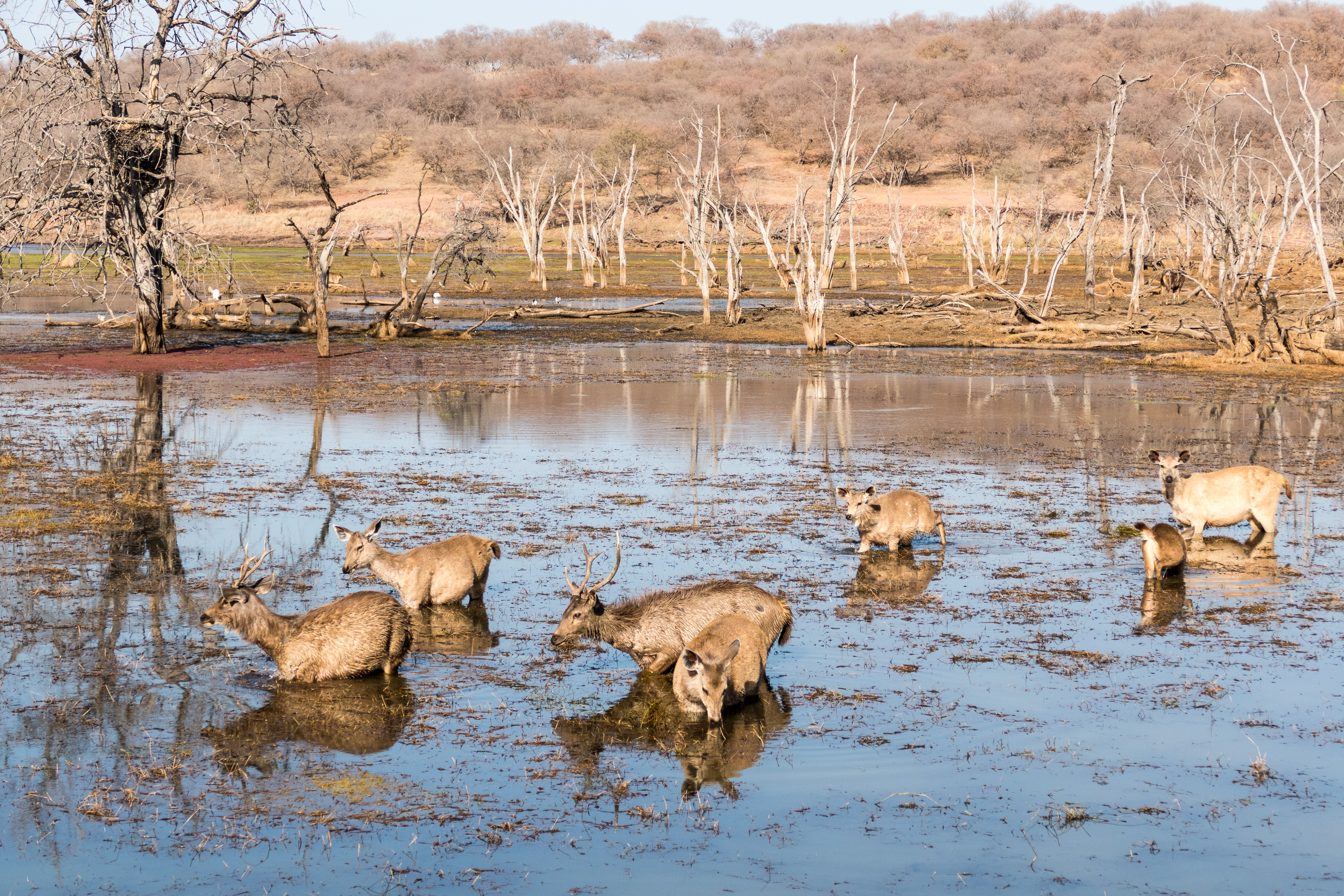 7 Ranthambore 11